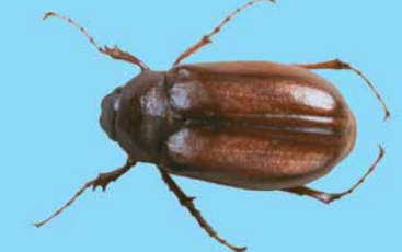Larvas Blancas (Phyllophaga spp.)