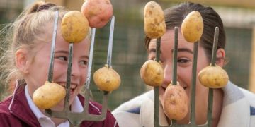 IFA: Harvesting conditions in Ireland ‘very difficult’, European growers hoping for movement in fresh markets