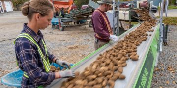 A ‘Star Trek’ for potatoes: Can McCain’s hi-tech farm in Canada save french fries from the climate crisis?