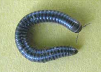 Millipedes