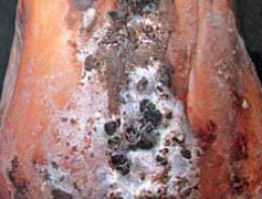 White Mold (Sclerotinia sclerotiorum)