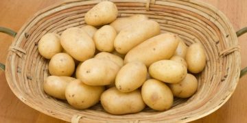 Sustainability: Nitrogen management in the spotlight for New Zealand’s potato and vegetable sectors