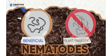 Nematodes and their Impact on Soil Health