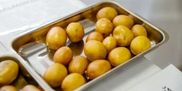 Scientists from Krasnoyarsk have developed a new variety of potatoes