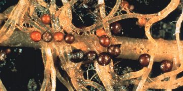 Managing PCN: 6 key actions for success