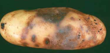 Pink Rot (Phytophthora erythroseptica)