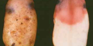 Late Blight Lookalikes on Tubers