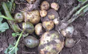 Rhizoctonia (Rhizoctonia solani)