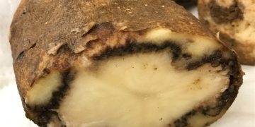 New Univ of Idaho Extension bulletin focuses on devastating potato disease – bacterial ring rot