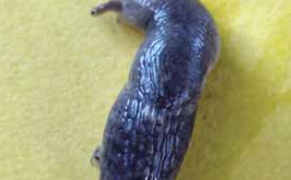 Slugs