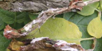 Late Blight Lookalikes on Leaves and Stems (continued)