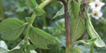 Late Blight Symptoms on Stems