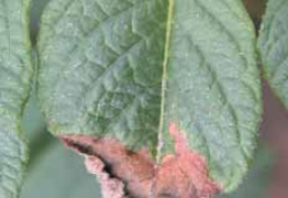 Late Blight Lookalikes on Leaves and Stems (continued)