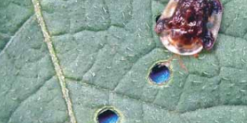 Tortoise Beetle (Plagiometriona clavata)