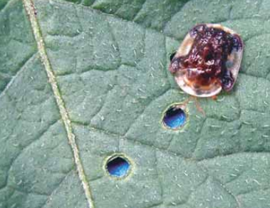 Toshbaqa qo'ng'izi (Plagiometriona clavata)