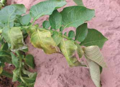 Verticillium 1