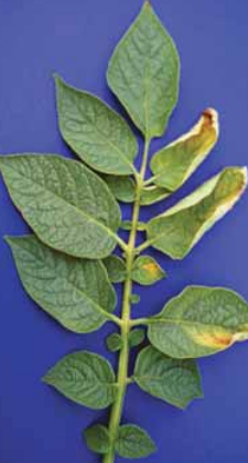 Verticillium1 1