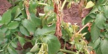 Verticillium Wilt (Verticillium dahliae)