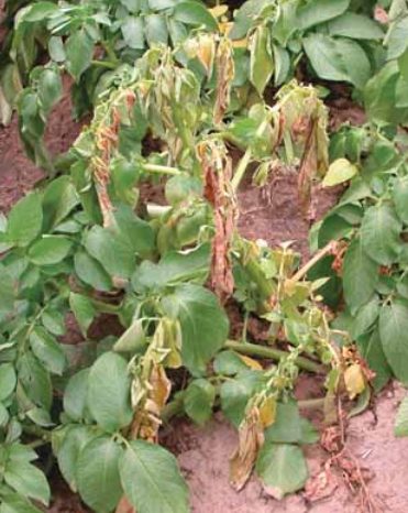 Verticillium-Welke (Verticillium dahliae)