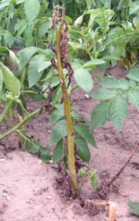 Verticillium3 1