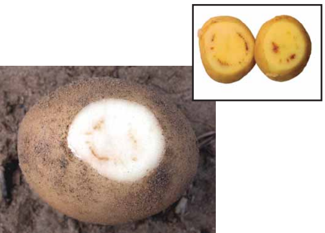 Verticillium5 1