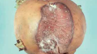 Grey Mold, Botrytis Vine Rot (Botrytis cinerea)