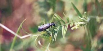 Blister Beetle (Epicauta spp.)