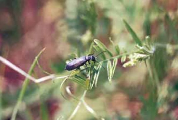 Anpulu-kakalardoa (Epicauta spp.)