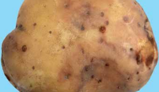 Late Blight (Phytophthora infestans)