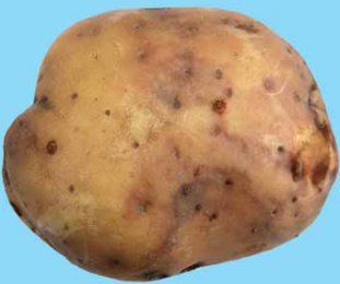 Zaraza ziemniaka (Phytophthora infestans) 4 zaraza2