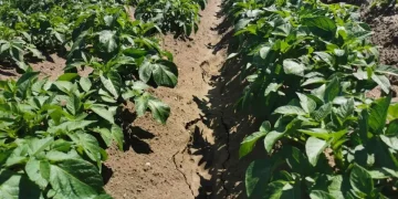 The leaders of potato growing in Russia became personal subsidiary plots