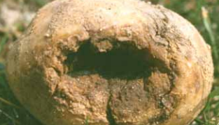 Fusarium Seed Piece Decay and Dry Rot (Fusarium spp.)