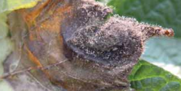 Late Blight Lookalikes on Leaves and Stems (continued)