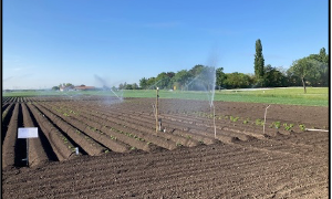 Updates on the Austrian potato variety trials