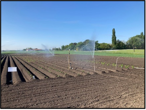 Updates on the Austrian potato variety trials 5 Updates on the Austrian potato variety trials