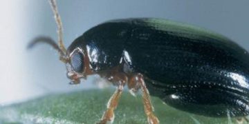 Red-headed Flea Beetle (Systena frontalis)