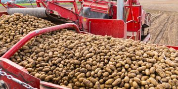 Almost 183 thousand tons of potatoes were harvested in the farms of the Vologda region