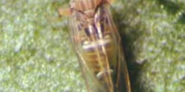 Potato Psyllid (Paratrioza cockerelli)
