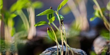 Plants use their epigenetic memories to adapt to climate change