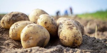 European Fresh Potatoes Prices are Improving