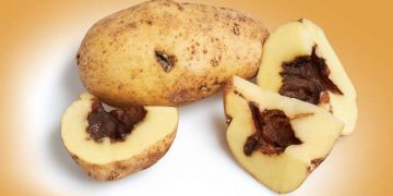 Innovative Potato Derived Antibiotic