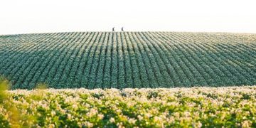 Canadian Potato Council provides perspective on USDA draft report regarding potato wart situation