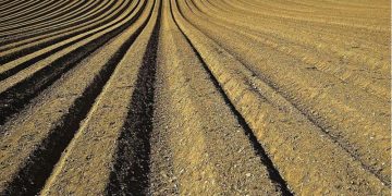 Scientists release UK roadmap for managing phosphorus — key ingredient behind all the food we eat