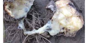 Clostridium Soft Rot (Clostridium spp.)