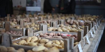 Potato Valley promotes Holland Seed Potatoes with Film