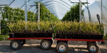 Three Nizhny Novgorod agricultural producers will receive federal Agrotourism grants in 2023