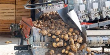 Aviko potatoes reach highest pool price ever