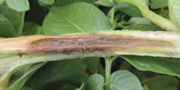 Aerial Stem Rot, Aerial Blackleg (Erwinia carotovora subsp. carotovora)
