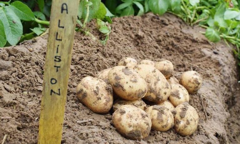 Kanada: 'Naporan rad i užitak': Farma krumpira u Ontariju predstavljena u obilasku virtualne stvarnosti