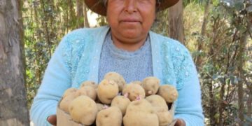 Harnessing the power of wild potatoes to feed a climate-challenged world, while reducing agrochemical use